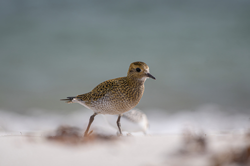 Chorlito dorado europeo (Pluvialis apricaria)