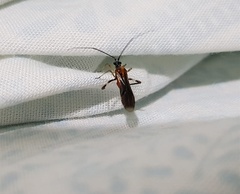 Heteroptera