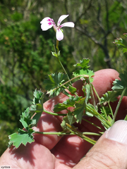 Pelargonium patulum patulum