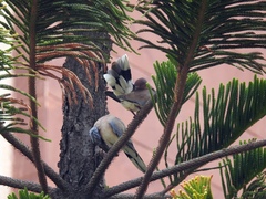 Streptopelia senegalensis