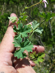 Pelargonium patulum patulum