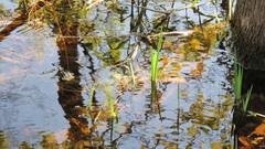 Ranunculus flabellaris