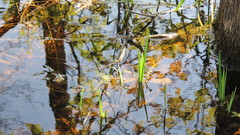 Ranunculus flabellaris