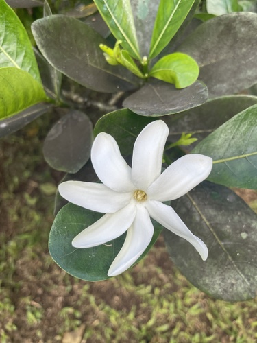 Gardenia taitensis observed 2023-06-08
