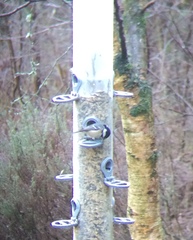 Periparus ater britannicus