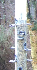 Periparus ater britannicus