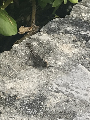 Cayman Curlytail, Leiocephalus varius