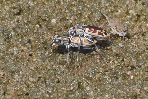 Coppery Tiger Beetle photo 5