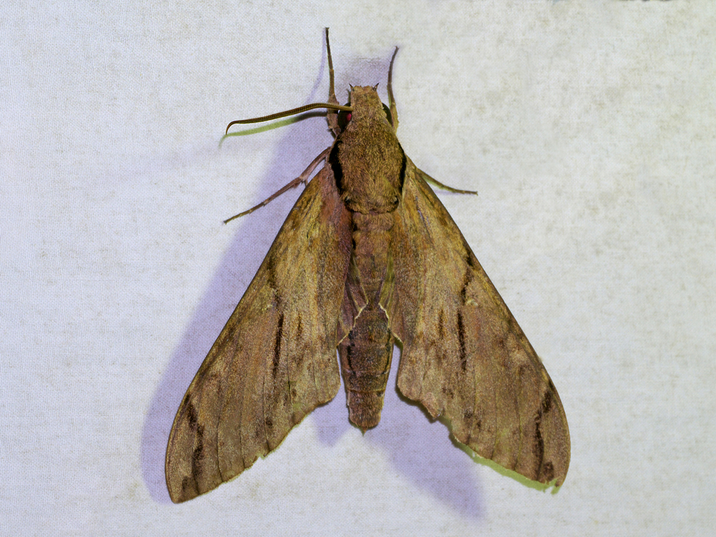 Xanthopan morganii