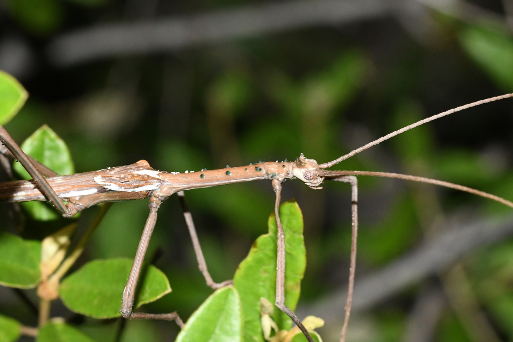 Giant Green Stick Insect