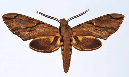 Morgan's Sphinx