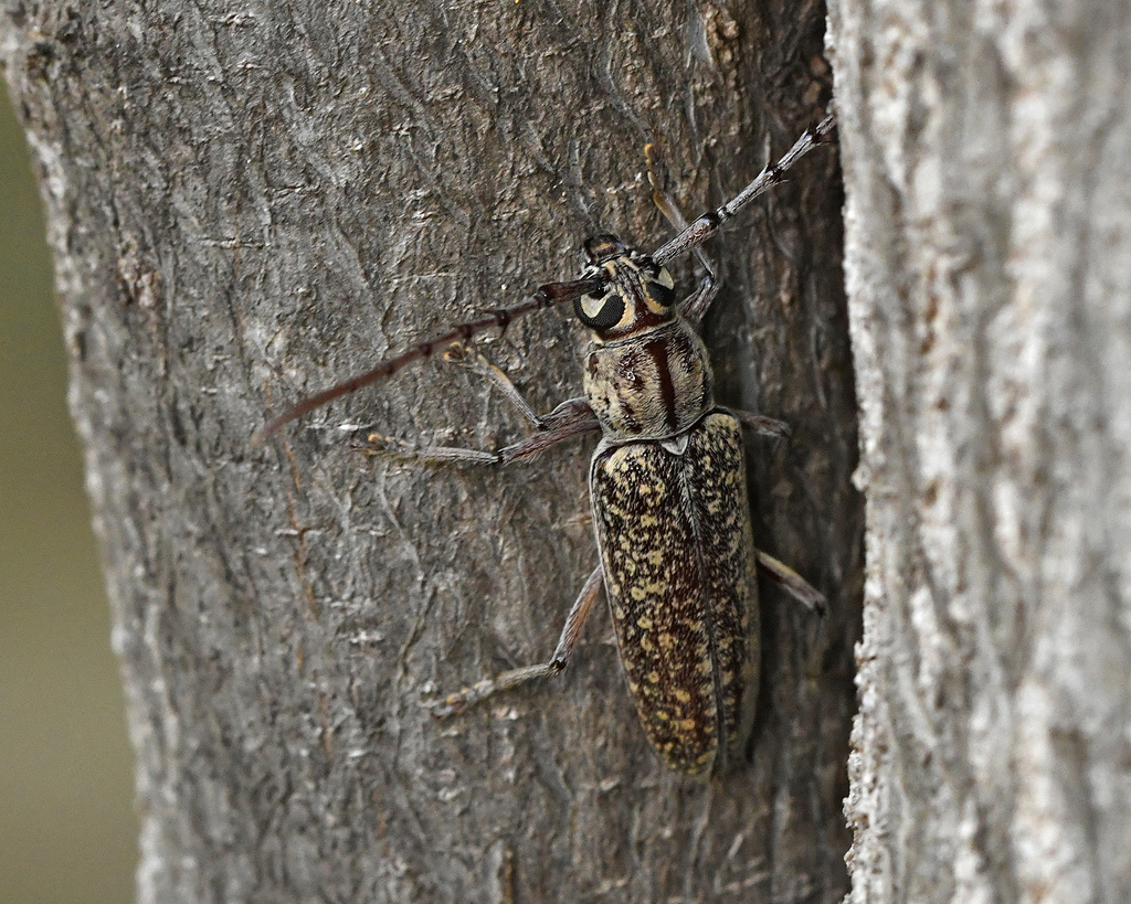 Elaphidion conspersum
