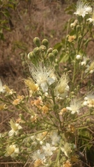 Couepia grandiflora