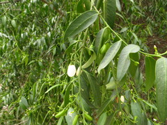Vallesia glabra