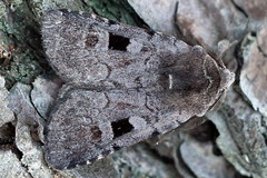 Netrocerocora quadrangula