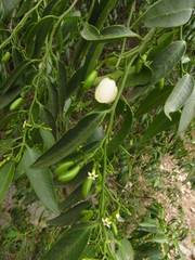 Vallesia glabra