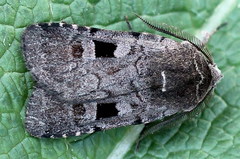 Netrocerocora quadrangula