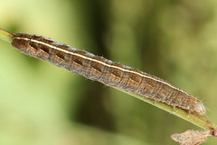 Netrocerocora quadrangula