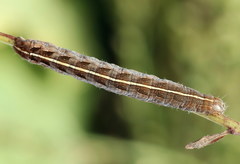 Netrocerocora quadrangula