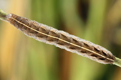 Netrocerocora quadrangula