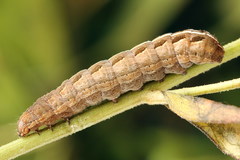 Netrocerocora quadrangula