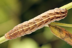 Netrocerocora quadrangula