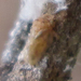 Euphyllura longiciliata - Photo Oikeuksia ei pidätetä, lähettänyt Botswanabugs
