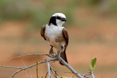 Eurocephalus ruppelli