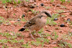 Plocepasser donaldsoni