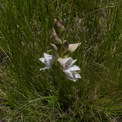 Disa crassicornis