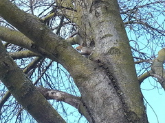 Sciurus carolinensis