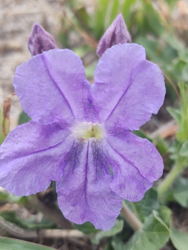 Ruellia lactea, photograph 6