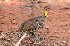 Pternistis leucoscepus