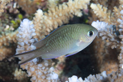 Chromis ternatensis
