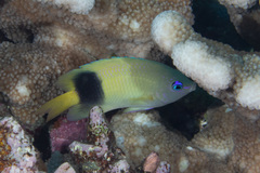 Plectroglyphidodon johnstonianus