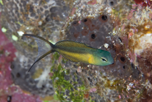 Bundoon-gifkiesslijmvis (Meiacanthus bundoon) — Blenniidae