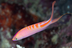 Pyronotanthias lori