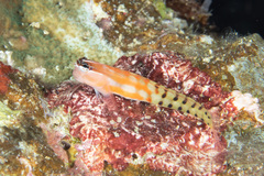 Ecsenius fijiensis
