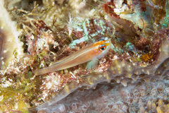 Trimma anaima