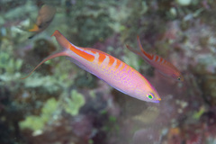 Pyronotanthias lori