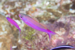 Luzonichthys waitei