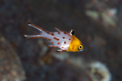 Bodianus anthioides