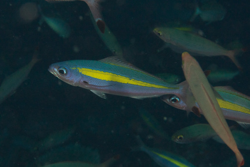 Wide-band fusilier (Pterocaesio lativittata) — Caesionidae — 2