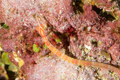 Corythoichthys nigripectus