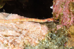 Corythoichthys nigripectus