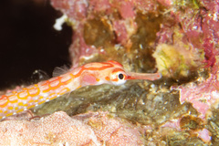 Corythoichthys nigripectus