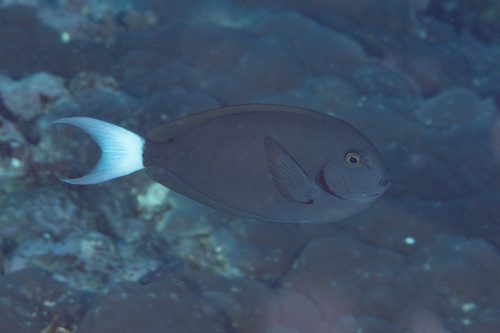 Chocolate surgeon (Acanthurus thompsoni) — Acanthuridae — 5