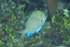 Chromis alpha