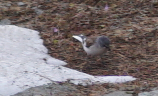 White-winged Snowfinch