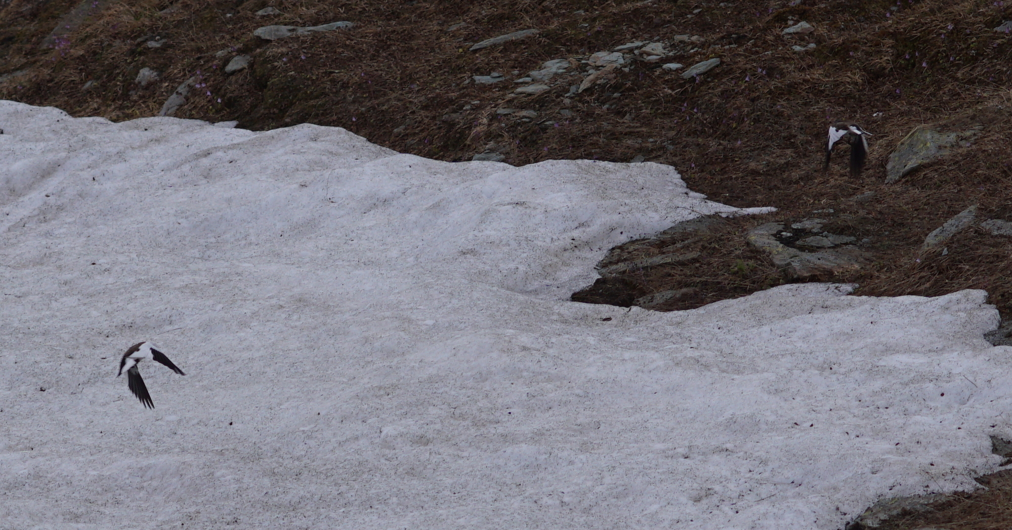 White-winged Snowfinch